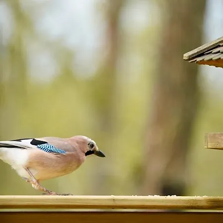 South Soul * ソンム・ルーズ