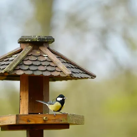 シャレー South Soul