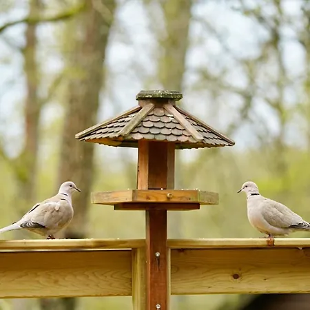 South Soul シャレー *