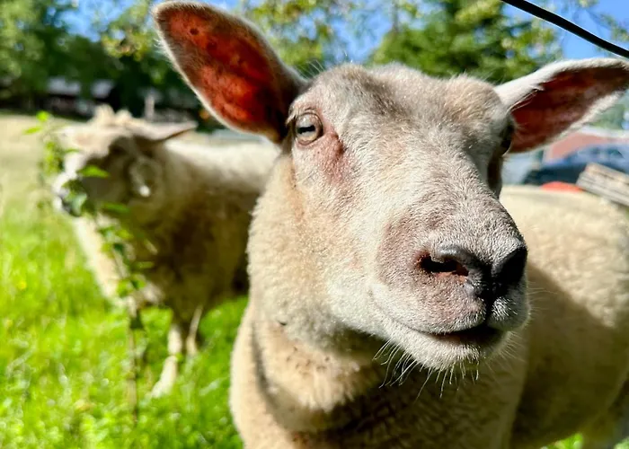 South Soul * Somme-Leuze